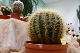 Wystawa kaktusów w Ogrodzie Botanicznym [ZDJĘCIA]