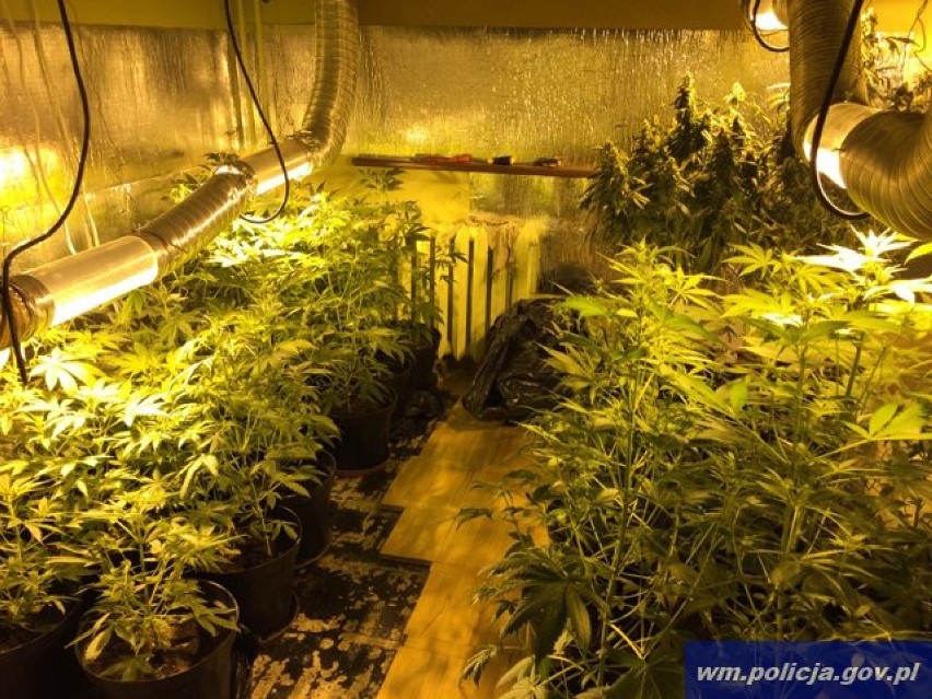 Policjanci znaleźli profesjonalną plantację marihuany