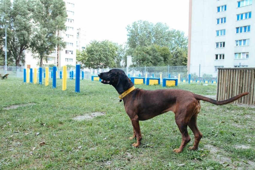 Na Targówku przy Trasie Toruńskiej powstanie największy psi...