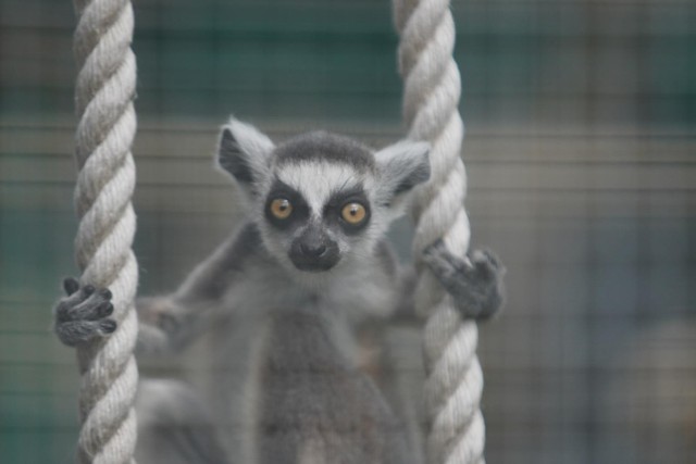 Do końca 2021 roku nie będzie można już zobaczyć zwierząt w poznańskim zoo.