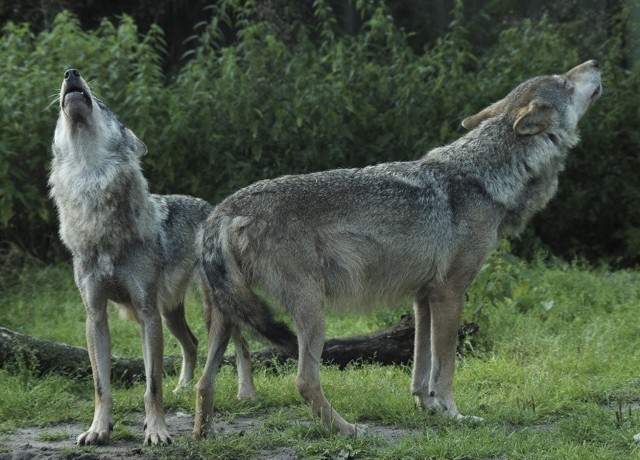 Wilki to drapieżniki objęte w Polsce ścisłą ochroną. Zabijać je można tylko z pozwoleniem