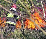 Pomorze: Susza zagraża lasom