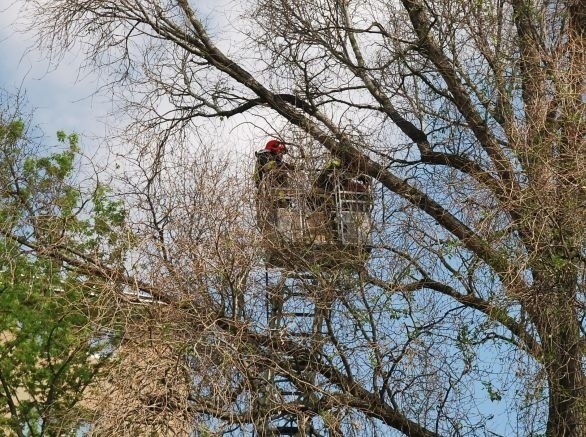 Zabrali gniazdo wrony, terroryzującej przedszkole