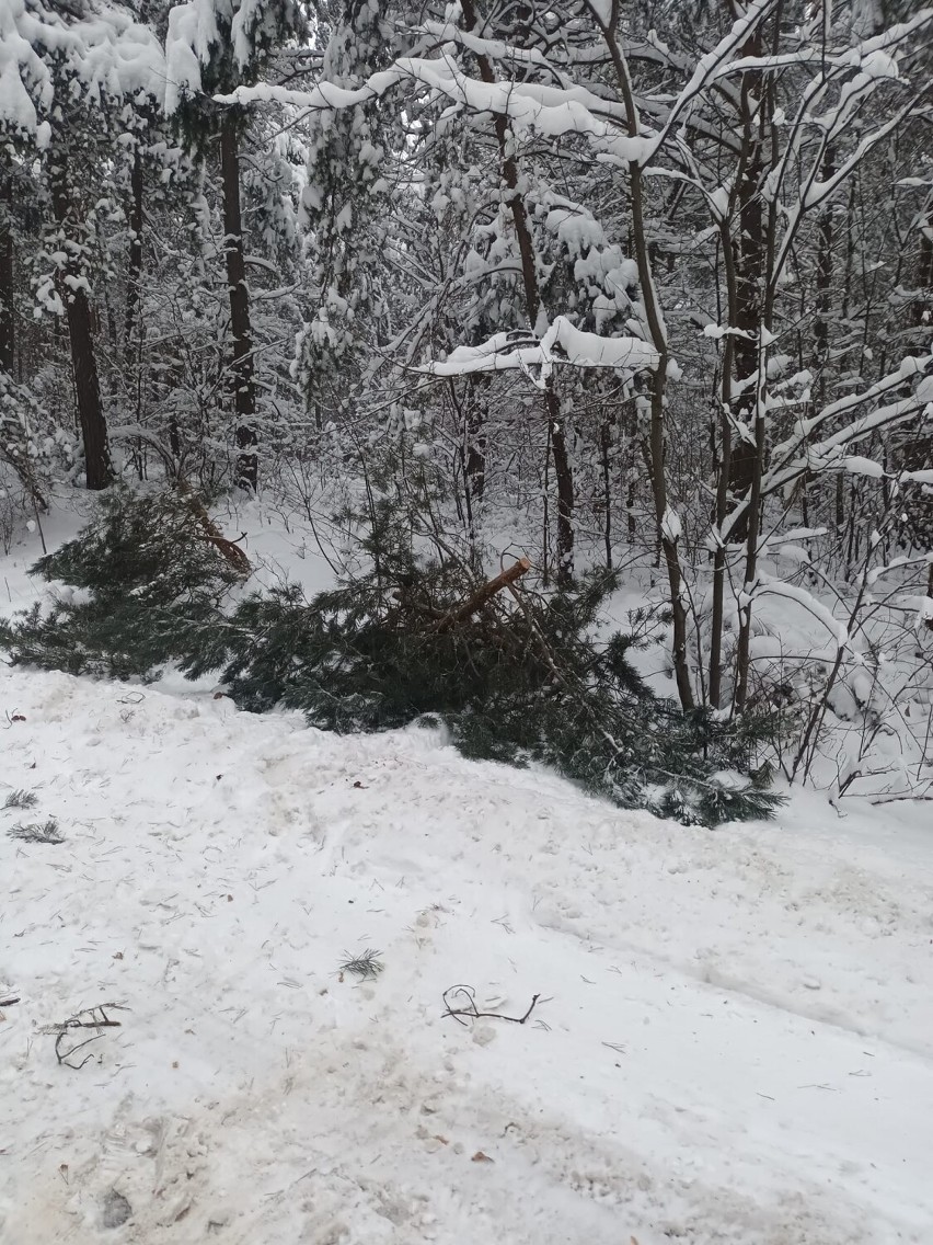 Radomsko/powiat: Strażacy interweniują po obfitych opadach śniegu. Głównie usuwają powalone drzewa