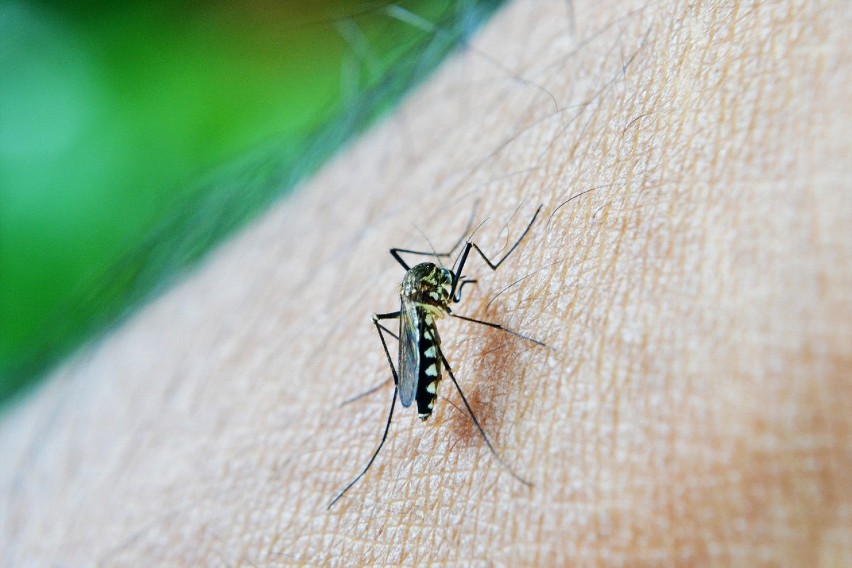 W Szczucinie komarów jest najwięcej. Atakują ludzi i...