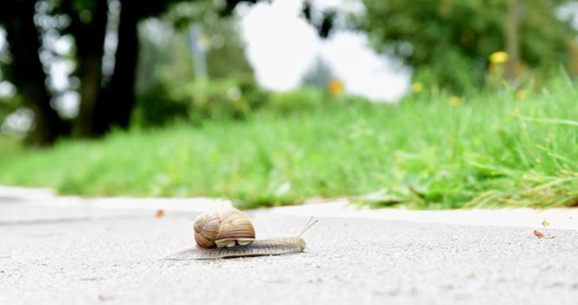 Ścieżka wzdłuż Zakopiańskiej i św. Faustyny Kowalskiej w Malborku. Wolno tu będzie jeździć rowerzystom. Nic w tej kwestii się nie zmieni.