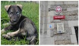 Dwa lata więzienia za zabójstwo psa i szczeniaków w Cekcynie. Wyrok Sądu Okręgowego