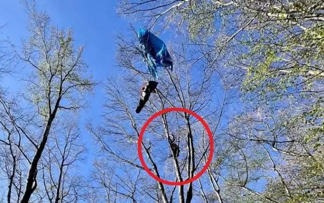 Paralotniarka utknęła na drzewie