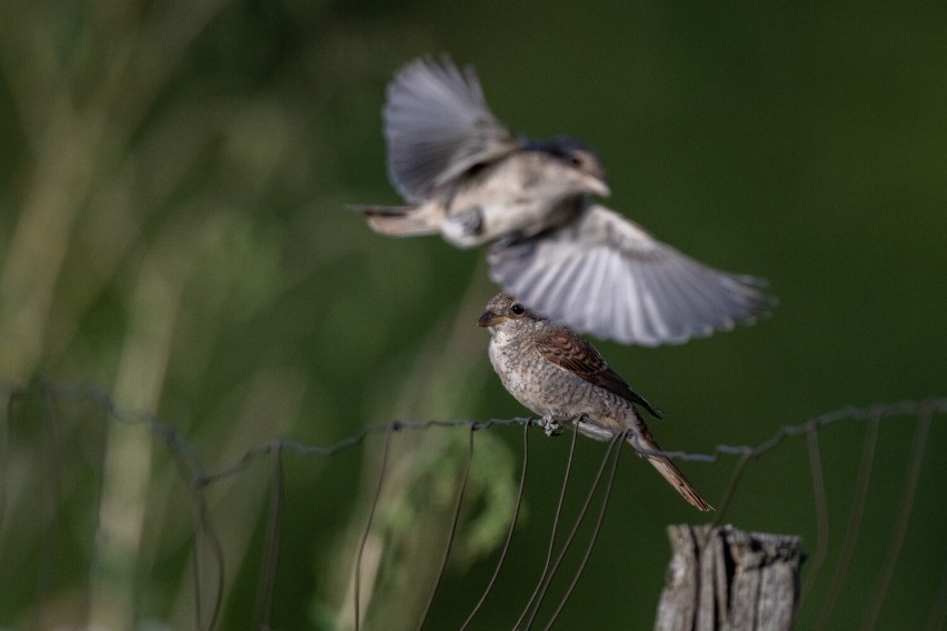 W Krzywczy koło Przemyśla pomieszkuje sobie dzierzba gąsiorek. Ptak jest objęty ścisła ochroną gatunkową [ZDJĘCIA]