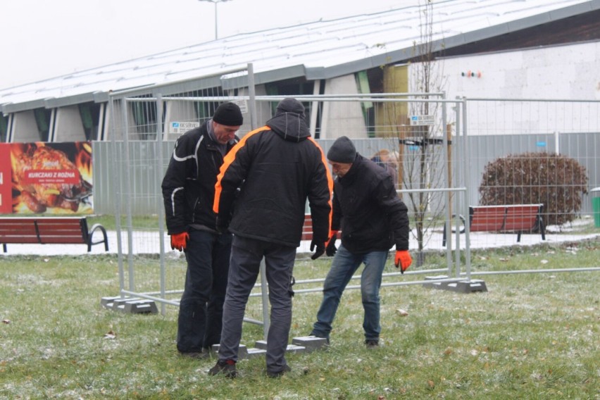 Choinki od Koszałki są już pod leszczyńskim Trapezem. Ile będą kosztować w tym roku?  ZDJĘCIA