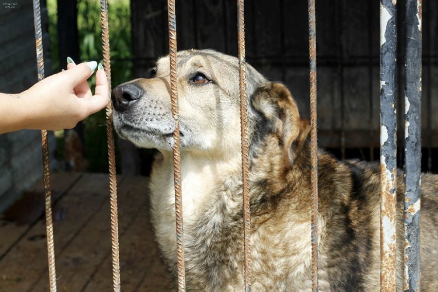 Chełmskie schronisko dla zwierząt jest przepełnione - zobacz zdjęcia piesków do adopcji