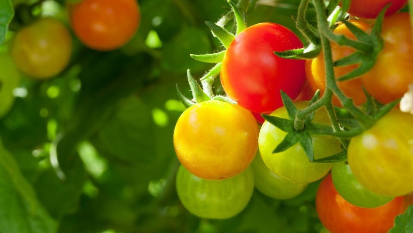 Planujesz uprawę pomidorów czy papryczek na balkonie lub...