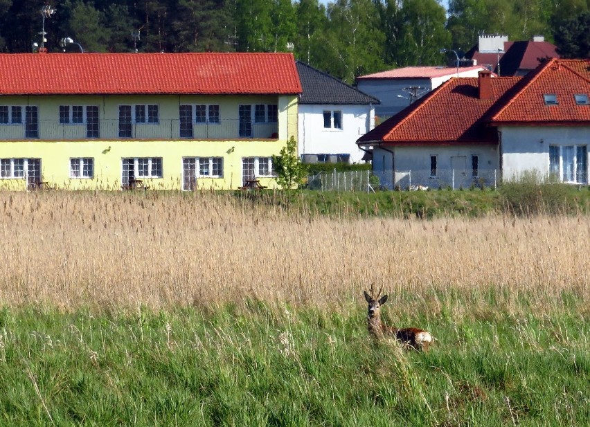 Bóbr szaleje w Ustce. Kolejne nadgryzione drzewa [zdjęcia]