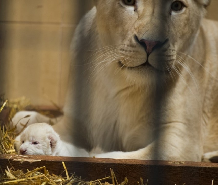 Trzy białe lwy urodziły się w Zoo Safari w Borysewie