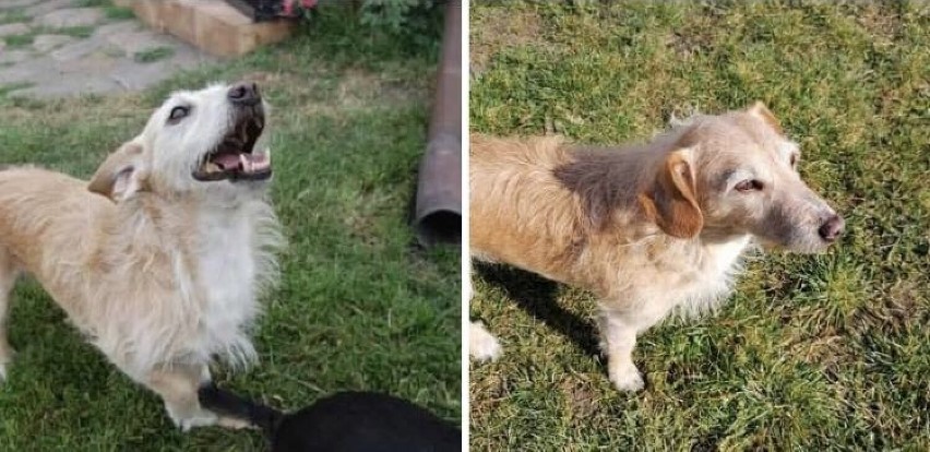 Pies Pączek zaginął uciekając z gabinety weterynarii we Wrześni
