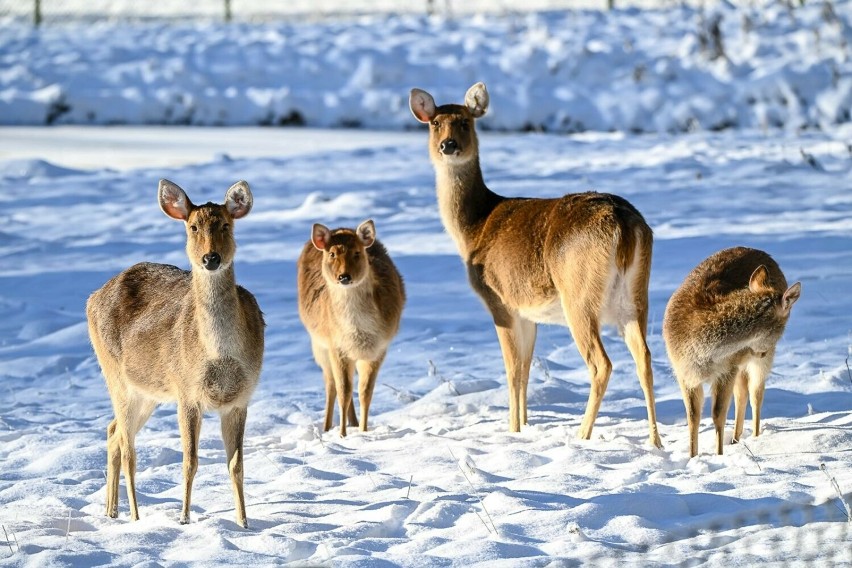 Zwierzęta z gdańskiego zoo w zimowej aurze