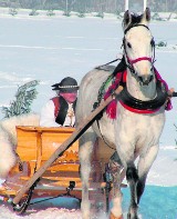 Zakopane: Gońba w Szaflarach zawieszona 