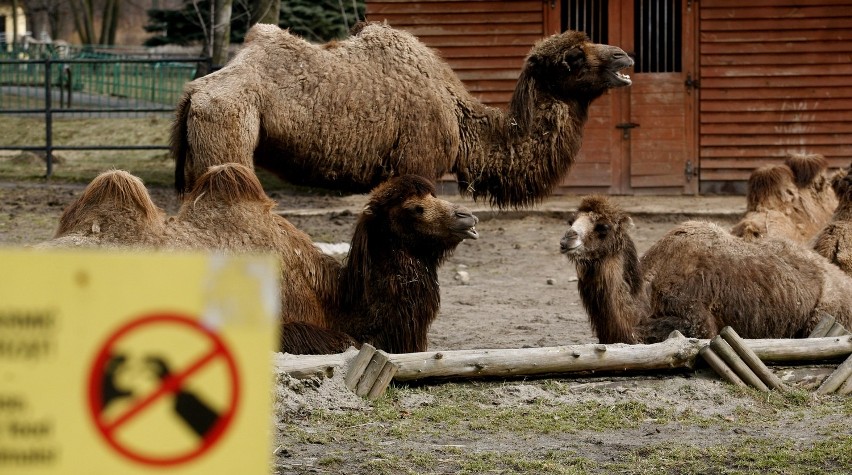 Odwiedzamy chorzowskie zoo [FOTOREPORTAŻ DZ]