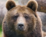 Niedźwiedzie z TPN-u ruszają na Krupówki. Przypomną kto rządzi na Podhalu