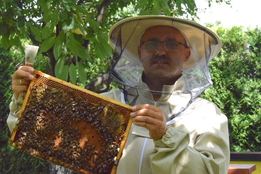 Z wizytą u pszczelarza w Rogoźnej. Co otrzymujemy z pracy pszczół? ZDJĘCIA I WIDEO