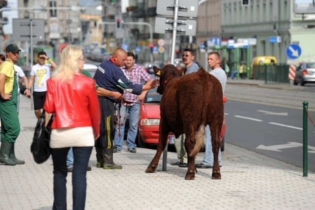 Krowa została zatrzymana na chodniku przed sklepem, okiełznana i przywiązana tymczasowo do znaku drogowego