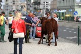 Poznań: Krowa uciekła z MTP. Biegła ulicą Głogowską! [ZDJĘCIA]