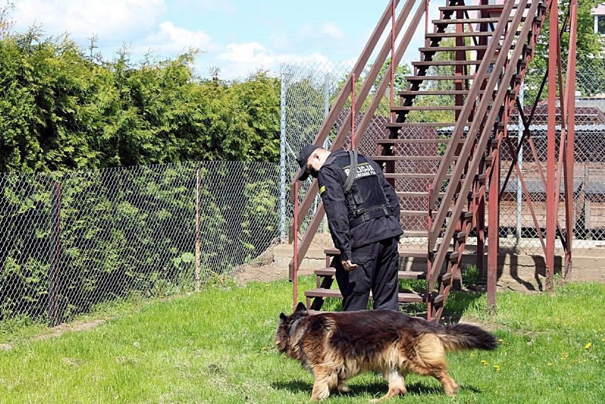 Policja Bielsk Podlaski. Przewodnicy i ich psy ćwiczyli pościgi i konwojowanie [zdjęcia]