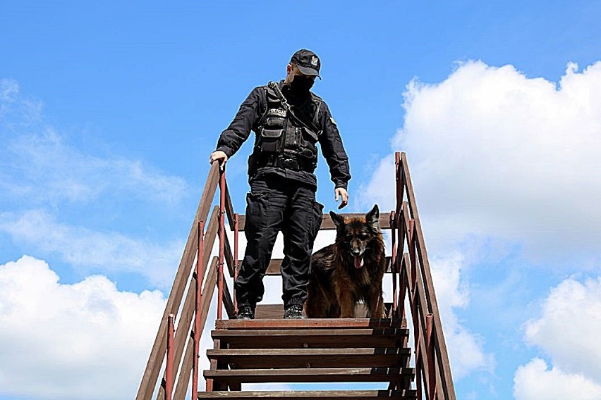 Policja Bielsk Podlaski. Przewodnicy i ich psy ćwiczyli pościgi i konwojowanie [zdjęcia]