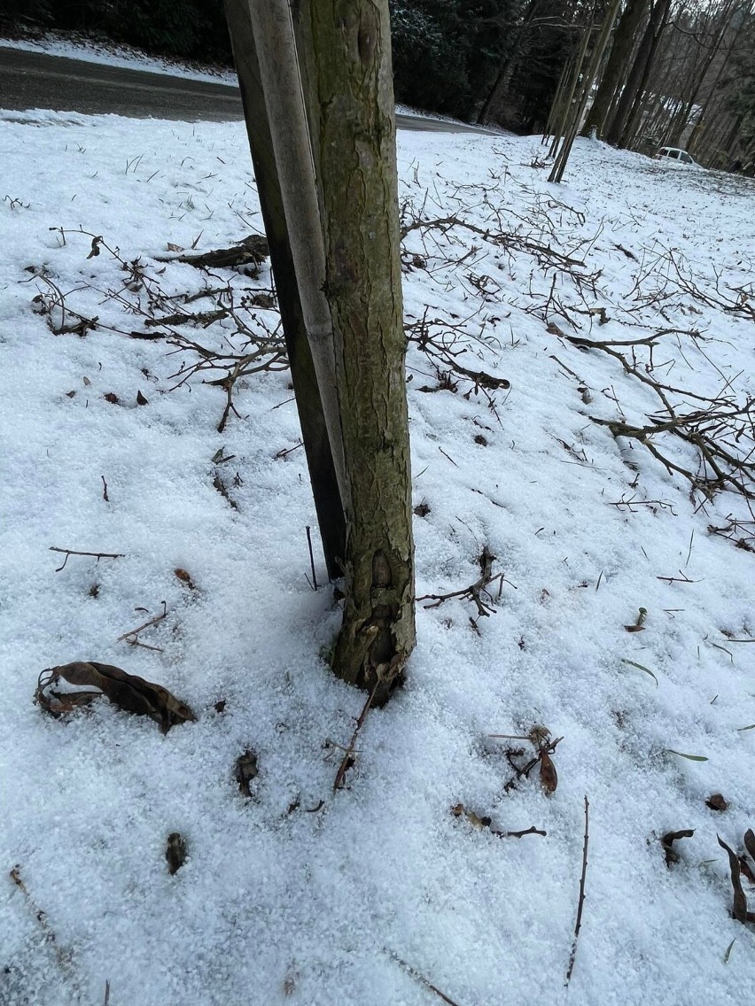 Wandale grasowali w parku zdrojowym w Rymanowie-Zdroju. Połamali drzewka, zniszczyli tablice [ZDJĘCIA]