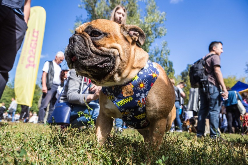 600 buldogów francuskich w jednym miejscu. W niedzielę do...