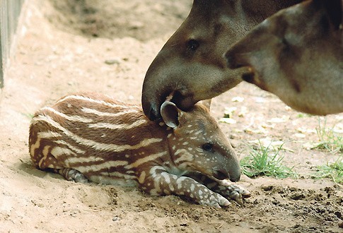 Tapirek Rondel ze swą mamą Kleopatrą są ulubieńcami zwiedzających oliwskie zoo