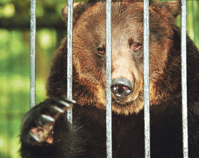 Niedźwiedzice brunatne w oliwskim zoo. Kiedyś musiały pracować, w cyrku