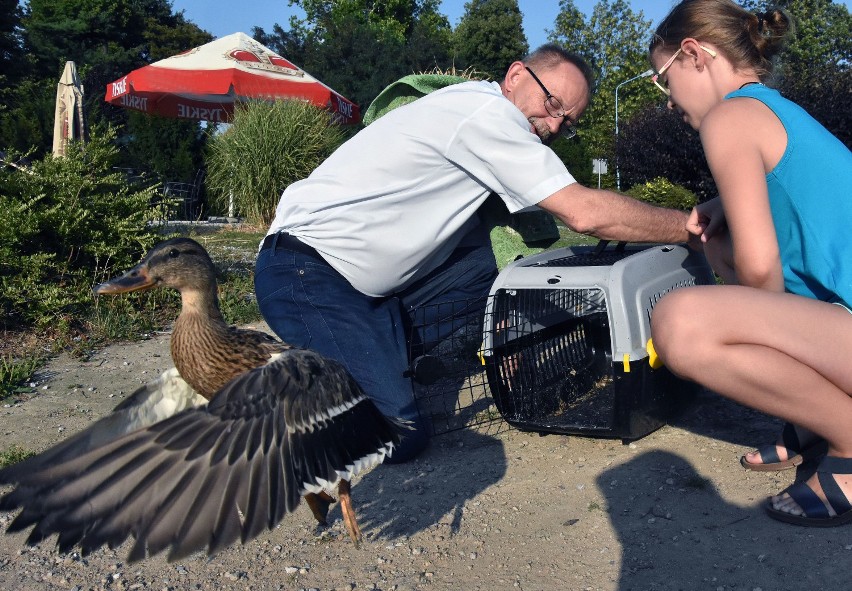 Uratowana, wyleczona kaczka krzyżówka wróciła na Kozi Staw w Legnicy [ZDJĘCIA]
