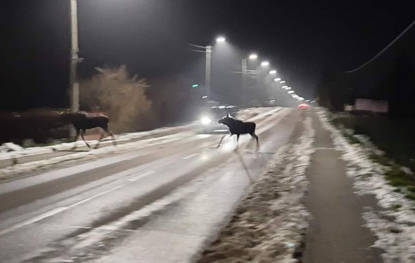 Łosie w Mieroszynie, w gminie Puck - 23 listopada 2022 r.