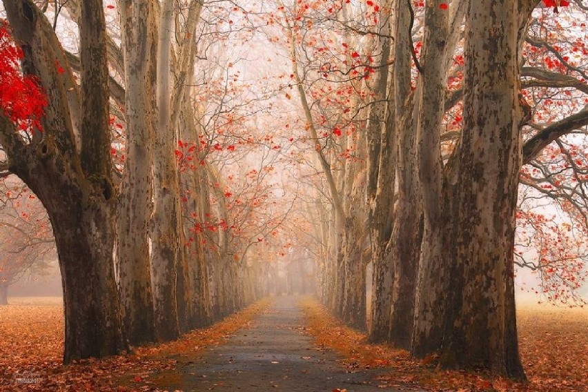Magiczny jesienny las