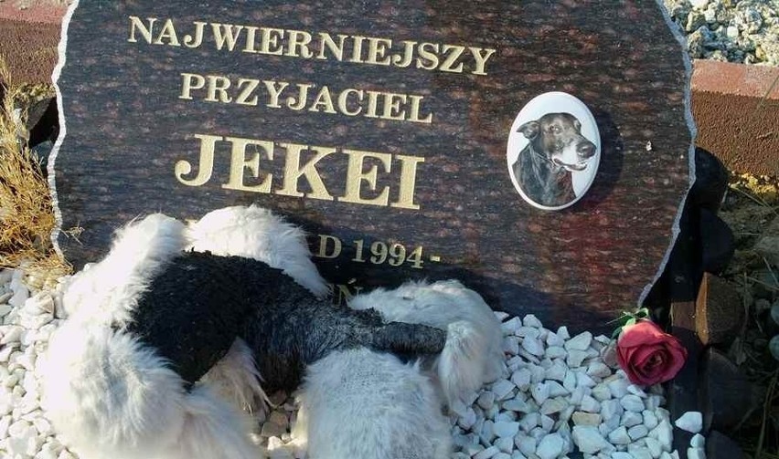 We Wrocławiu powstanie cmentarz dla zwierząt?