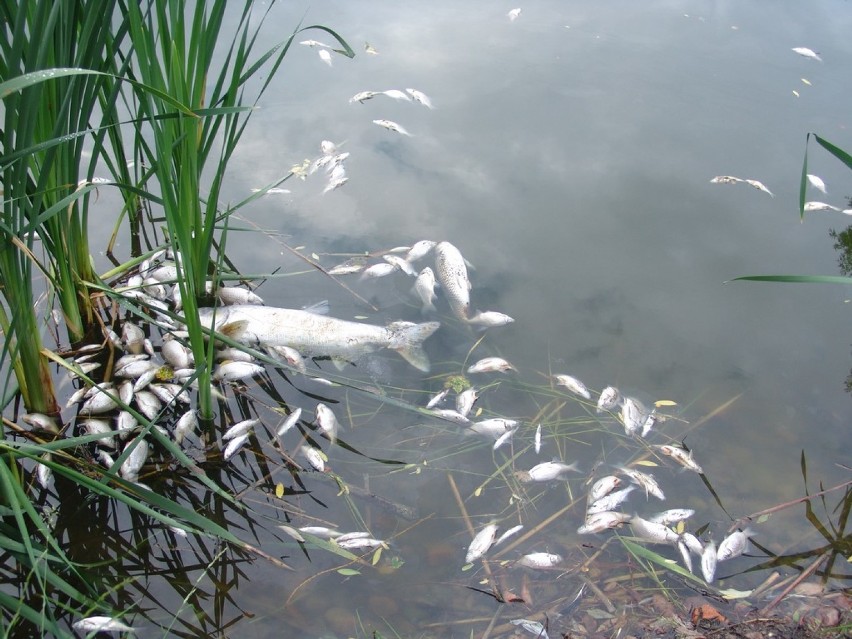 Ryby zdechły w gliniankach w Kowalewie