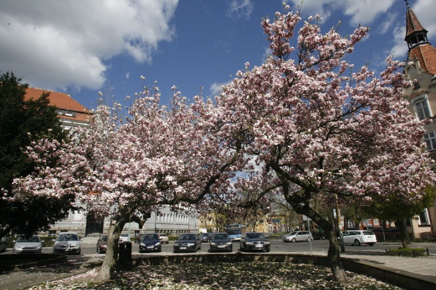 Zakwitły legnickie magnolie (ZDJĘCIA)