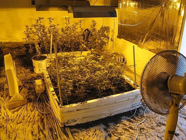 Bielska policja zlikwidowała plantację marihuany w Kozach [ZDJĘCIA]