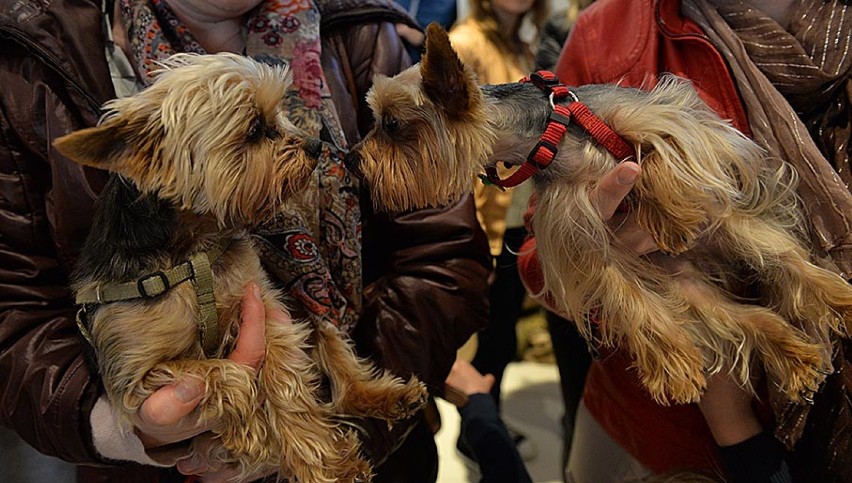 Festiwal Yorków w Gdyni. Wielkie święto miłośników psów rasy yorkshire terrier ZDJĘCIA