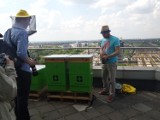 Pasieka na dachu biurowca. Najwyżej położone w Polsce ule stanęły w Warszawie