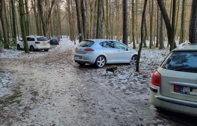 W Lesie Komunalnym w Kielcach kierowcy parkują samochody między drzewami mimo, że w pobliżu są parkingi.

Zobacz kolejne zdjęcia