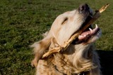 Konkursowe zmagania psów myśliwskich w Nałęczowie