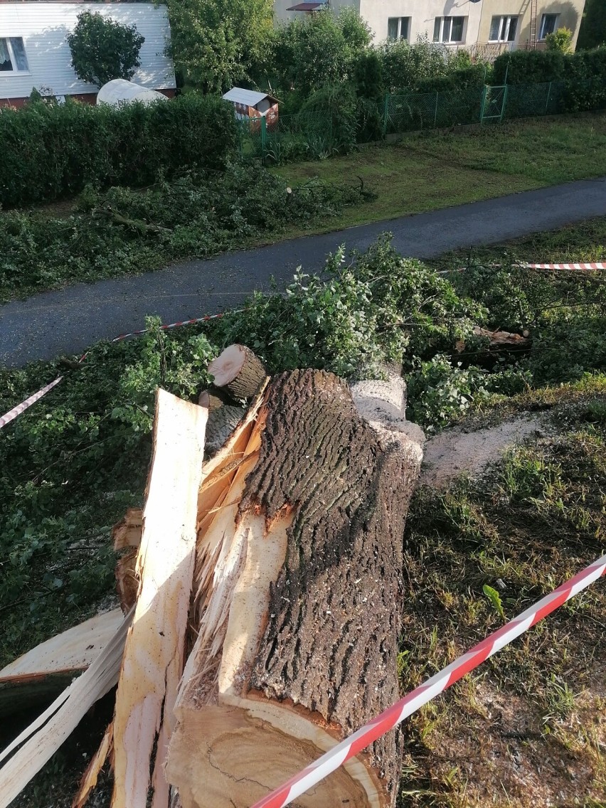Strażacy z OSP Kwidzyn usuwali powalone drzewo na ulicy...