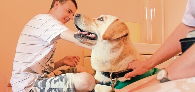 Biszkoptowa labradorka Alpa pomaga Karolowi zrozumieć świat podczas zajęć dogoterapii