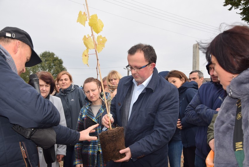 W Kościerzynie powstaje pierwsza w regionie winnica. Posadzono 150 krzewów winorośli ZDJĘCIA