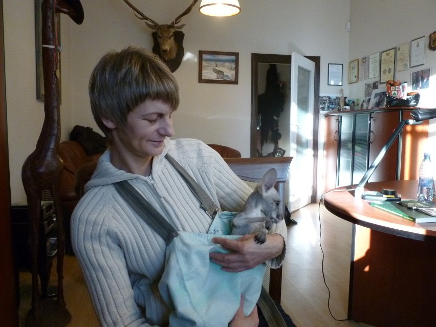 Gdańsk: Pracownica zoo wychowuje kangura w... bawełnianej torbie [ZDJĘCIA]