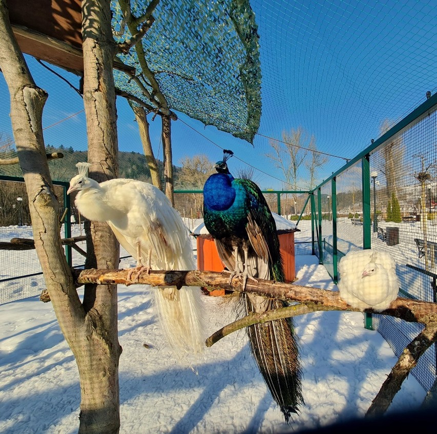 Ogrody w Muszynie kusza nawet zimą. Jak egzotyczne ptaki znoszą śnieg? [ZDJĘCIA]