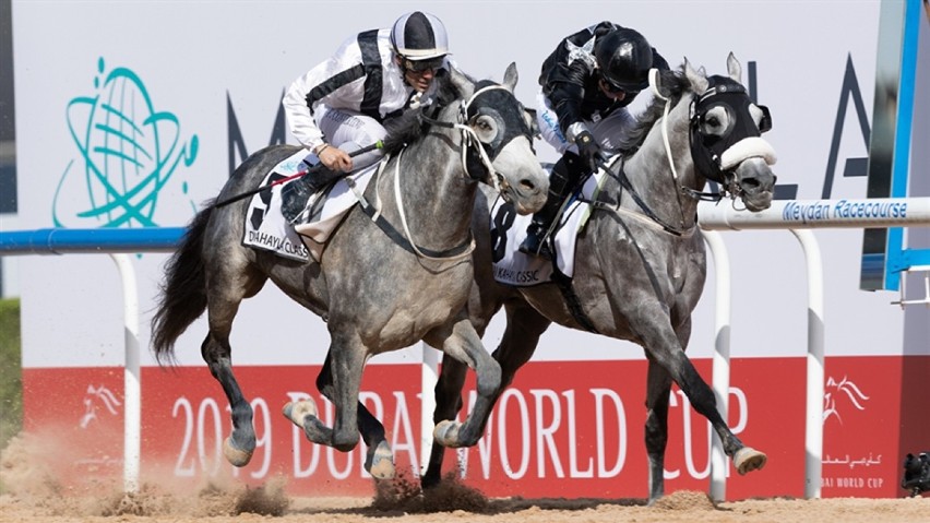 Koń z wrocławskich Partynic gwiazdą wyścigów w Dubaju (ZDJĘCIA)