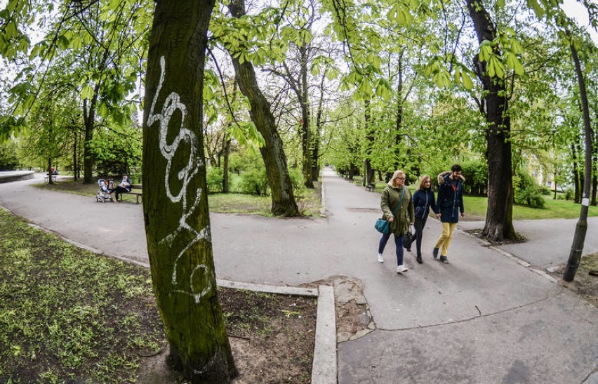 W bydgoskim "Witosie" wytną 117 drzew. Modernizacja parku budzi wątpliwości